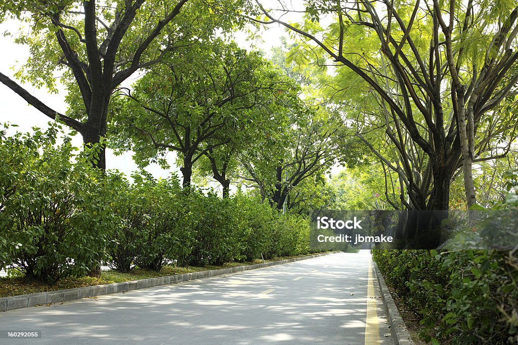 Forest road - Foto de stock de Aire libre libre de derechos