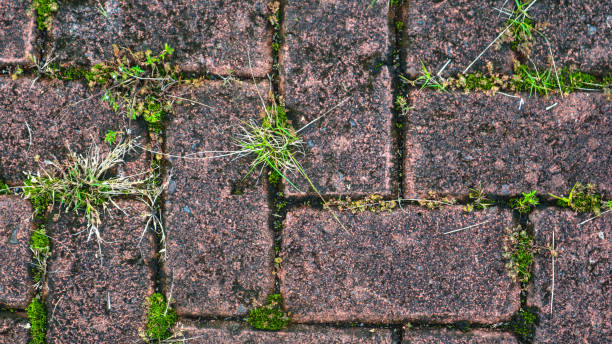 istock paving block texture with weeds in the cracks in the background 1602920887