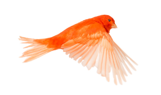 Rojo canario Serinus canaria, volando contra fondo blanco photo