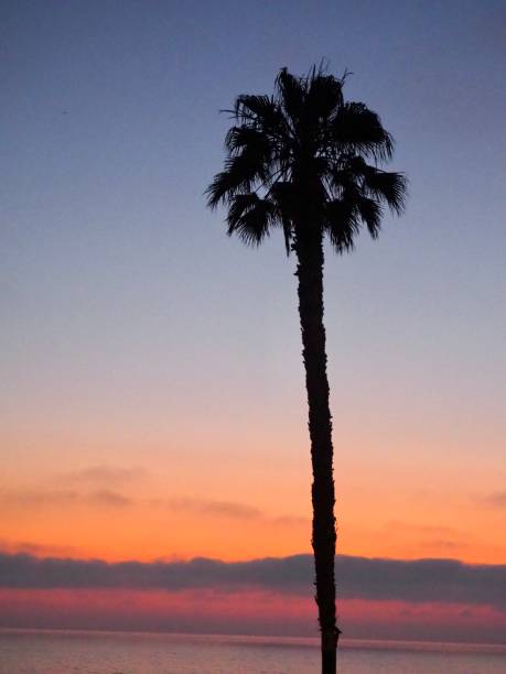 istock Colourful Sunset and Palm tree in California 1602926066