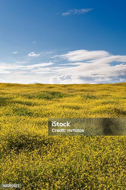 Photo libre de droit de Wild Brassica banque d'images et plus d'images libres de droit de Arbre en fleurs - Arbre en fleurs, Beauté de la nature, Bleu