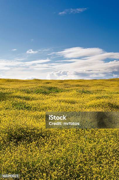 ワイルド Brassica - Horizonのストックフォトや画像を多数ご用意 - Horizon, アブラナ属, カラフル