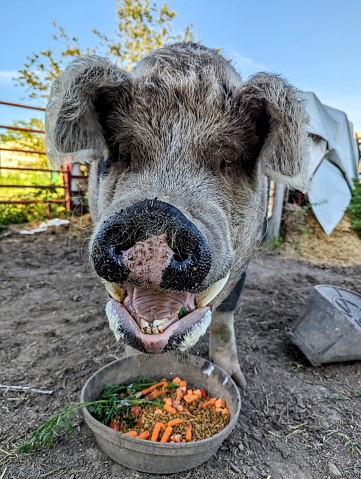 Wilbur happy about dinner