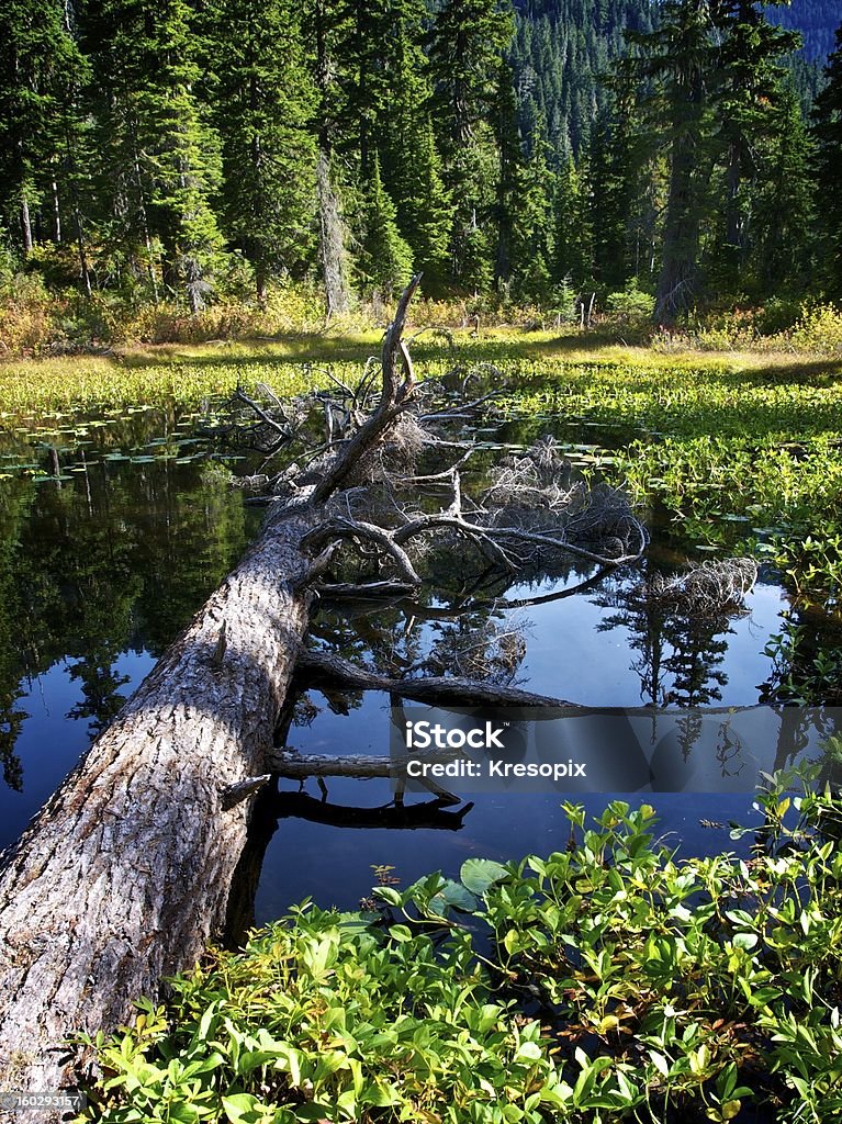 Baum im Teich - Lizenzfrei Auf dem Wasser treiben Stock-Foto