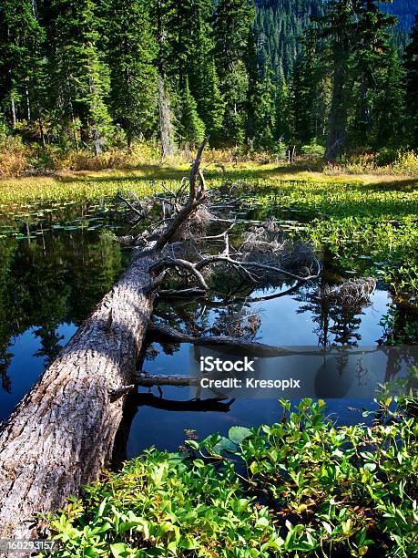 Baum Im Teich Stockfoto und mehr Bilder von Auf dem Wasser treiben - Auf dem Wasser treiben, Baum, Bildhintergrund