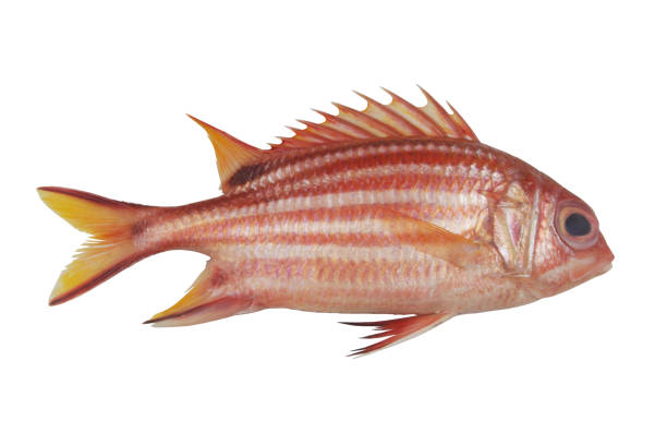 istock Soldier fish isolated on white. 1602938699