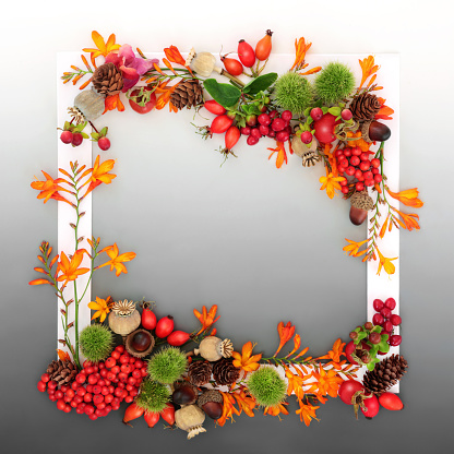 Autumn Thanksgiving Fall nature background border with leaves, flowers, berry fruit, nuts, white frame on gradient gray. Colorful festive floral design for label, greeting card, invitation.
