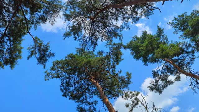 Treetops on a background of blue sky swaying in the wind. Crowns in Pine wood forest. Slow motion footage.