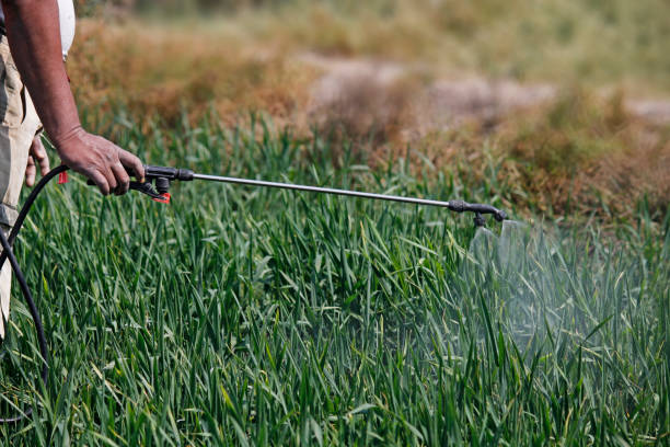 istock Spraying fertilizer on crop 1602947605