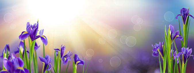 Image of beautiful flowers on a blurred background with picturesque rays of sunlight