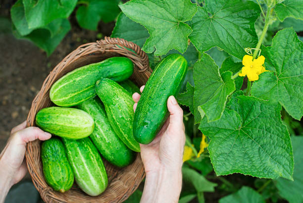 istock Harvesting cucumber from home garden 1602957027