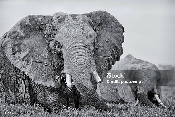 Dois Elefantes Vadear Em Pântano Quénia África Oriental - Fotografias de stock e mais imagens de Adulto