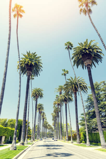 istock Beverly Hills drive lined with tall and majestic palm trees 1602959651