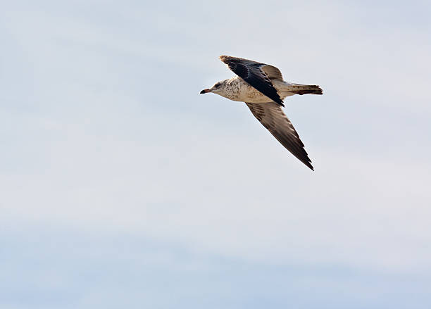 seagull flight stock photo