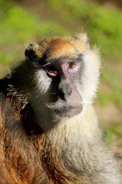 istock Close up of Reshus monkey sitting on ground 1602971207
