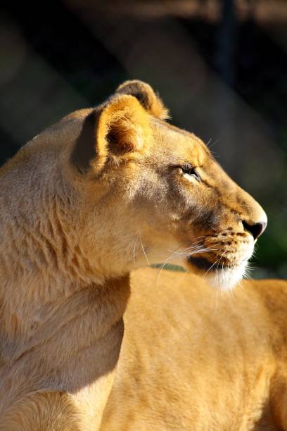 Female Lion on the rock