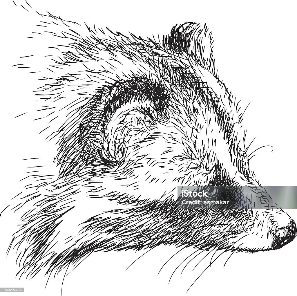 Tête d'un raton laveur - clipart vectoriel de Croquis libre de droits