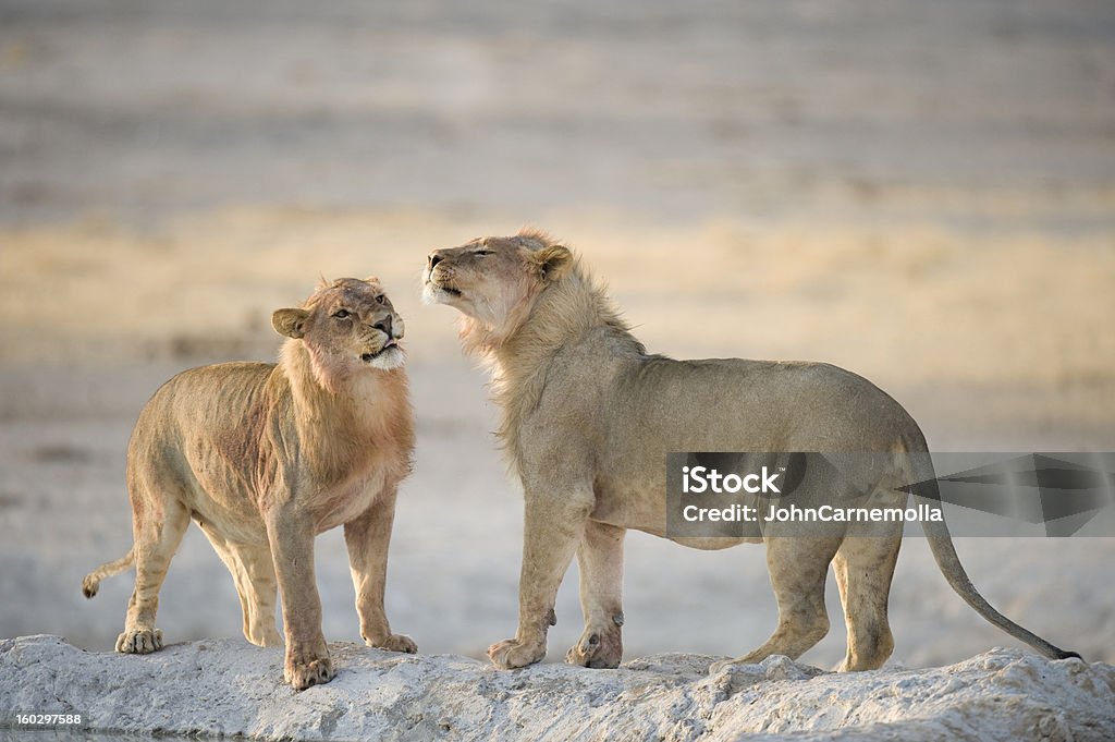 lions - Стоковые фото Африка роялти-фри