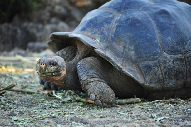 istock Photography of a galapagos turtle 1602976545