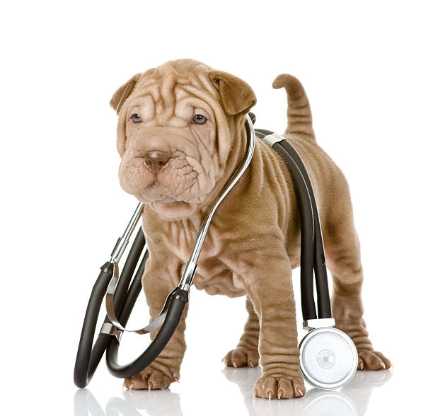 sharpei puppy dog with a stethoscope sharpei puppy dog with a stethoscope on his neck. isolated on white background mini shar pei puppies stock pictures, royalty-free photos & images
