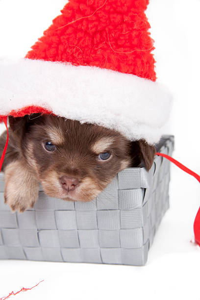 istock Chihuahua pup on colored background 160297830