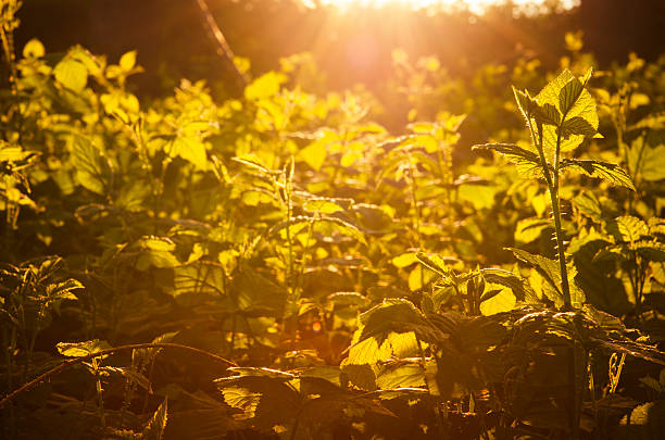 istock Wild nature plant during sunrise 160298316