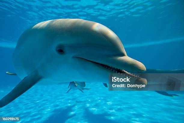 Photo libre de droit de Dolphin banque d'images et plus d'images libres de droit de Bleu - Bleu, Dauphin, Eau