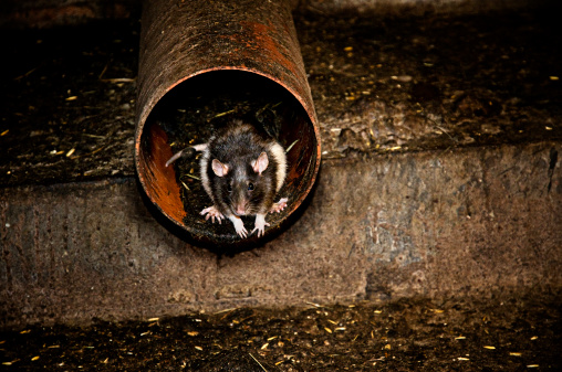 rat looking out of a drain in the sewerage system