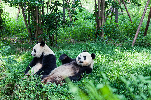 istock Two Great Pandas - Chengdu, Sichuan Province, China 160298593