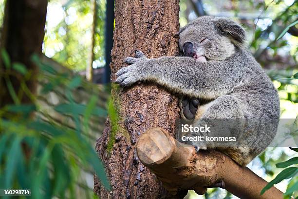 Foto de Coala Na Árvore e mais fotos de stock de Animal - Animal, Animal selvagem, Austrália