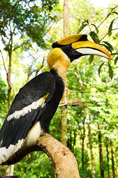 istock Great Hornbill (Buceros bicornis) bird close-up 160298826