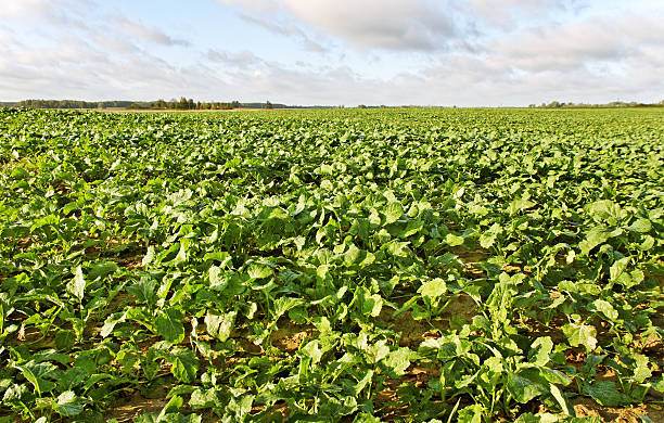 istock Morning above field. 160298956