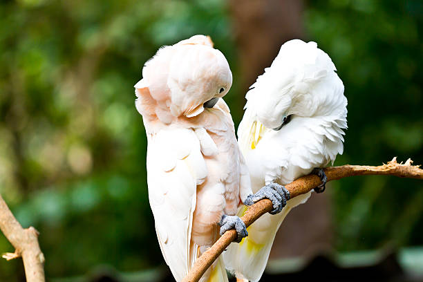 istock White Cockatoo Parrot bird on wood 160298964