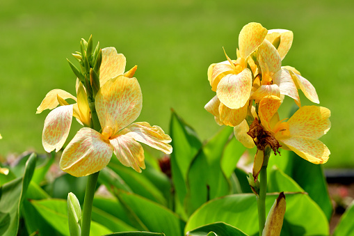 Canna, or Canna lily, is rhizomatous perennial with tropical-like foliage and large flowers that resemble iris flowers, which come in shades of red, pink, orange, yellow, brown and white colors. Although canna is originally plant of tropics, most cultivars have been developed in temperate climates and are grown now in most countries of the world.