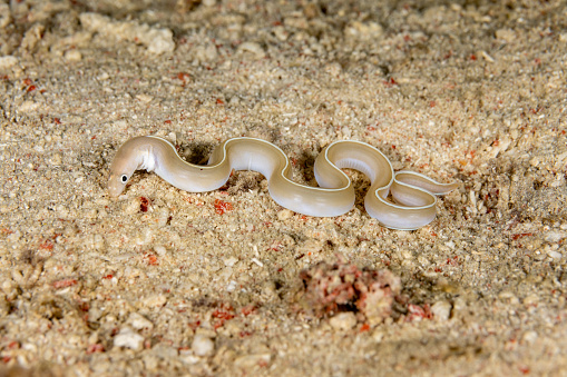 Whitemargin Moray Gymnothorax albimarginatus occurs in the tropical Indo-Pacific Ocean from Indonesia to the Hawaiian Islands, north to Japan and Taiwan in a depth range from 6-180m, max. length 89cm for males, 106cm for females. The species inhabits coastal reef sand slopes and is secretive during the day. \nThe benthic Whitemargin Moray moves out over sand at night to hunt like this specimen. This species apparently has a venomous bite. \nTriton Bay, Indonesia, 3°54'2.358 S 134°6'18.81 E at 9m depth by night.