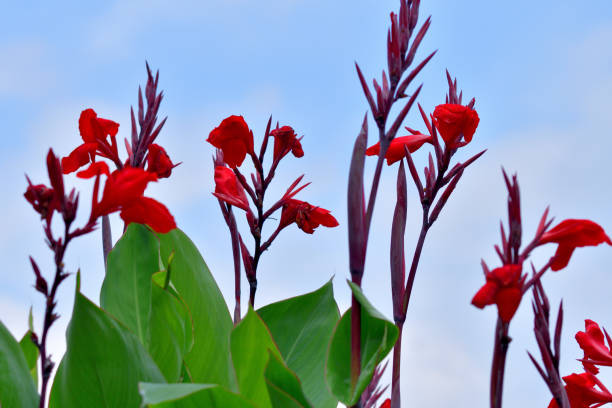 Canna, or Canna lily, is rhizomatous perennial with tropical-like foliage and large flowers that resemble iris flowers, which come in shades of red, pink, orange, yellow, brown and white colors. Although canna is originally plant of tropics, most cultivars have been developed in temperate climates and are grown now in most countries of the world.