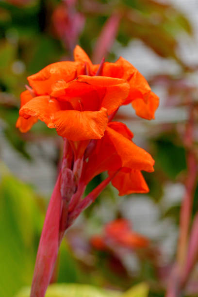 istock Canna Lily Flower: Bright Color Displayed on Tall Stalk 1602992898