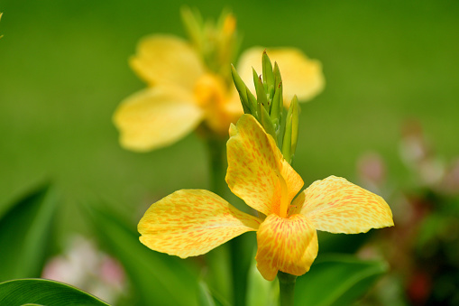 Canna, or Canna lily, is rhizomatous perennial with tropical-like foliage and large flowers that resemble iris flowers, which come in shades of red, pink, orange, yellow, brown and white colors. Although canna is originally plant of tropics, most cultivars have been developed in temperate climates and are grown now in most countries of the world.