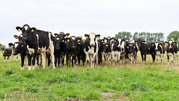 istock Herd of Holstein Friesian cows 160300258