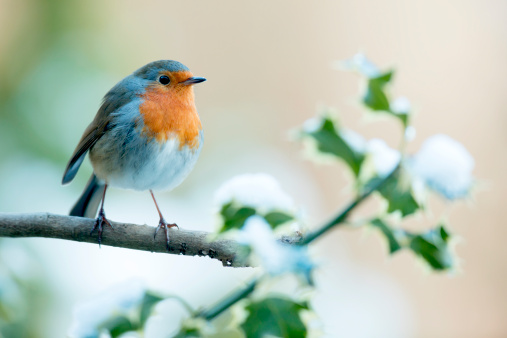 A closeup of a European robin in on a snowy day in winter.