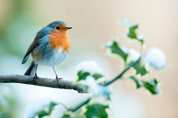 robin (erithacus rubecula) - rubecula imagens e fotografias de stock