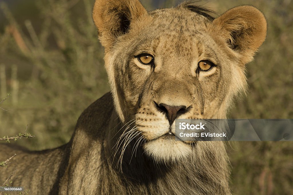 Giovane maschio Leone Kalahari - Foto stock royalty-free di Leone - Grande felino