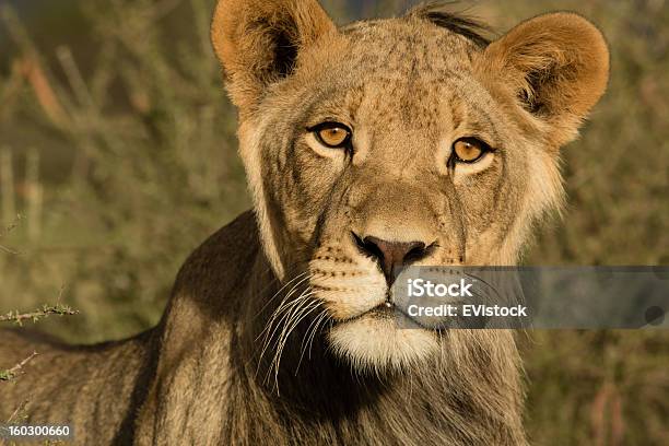 Giovane Maschio Leone Kalahari - Fotografie stock e altre immagini di Leone - Grande felino - Leone - Grande felino, Adolescenza, Africa meridionale