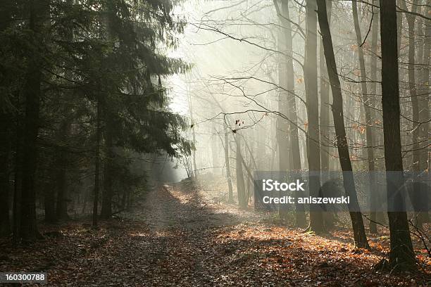 Weg Durch Späten Herbst Wald Stockfoto und mehr Bilder von Ast - Pflanzenbestandteil - Ast - Pflanzenbestandteil, Baum, Beleuchtet