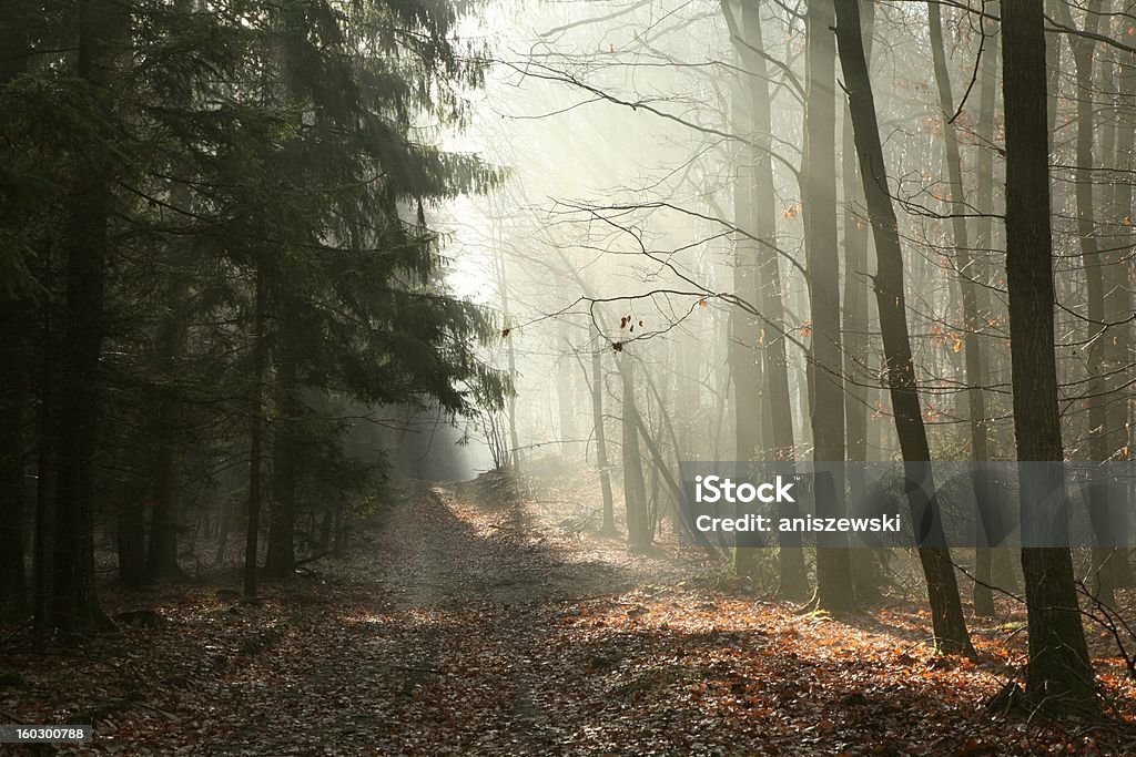 Caminho através da Floresta de outono tardia - Royalty-free Amanhecer Foto de stock