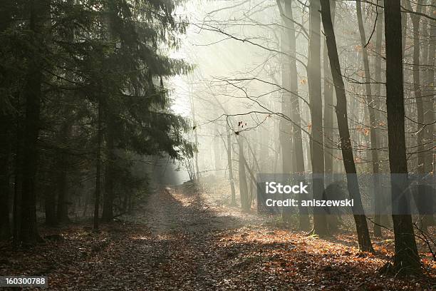 Путь Через Конце Осенний Лес — стоковые фотографии и другие картинки Без людей - Без людей, Блестящий, В тени