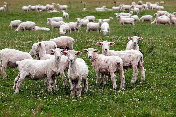 istock Newly sheared and curious New Zealand sheep 160300842