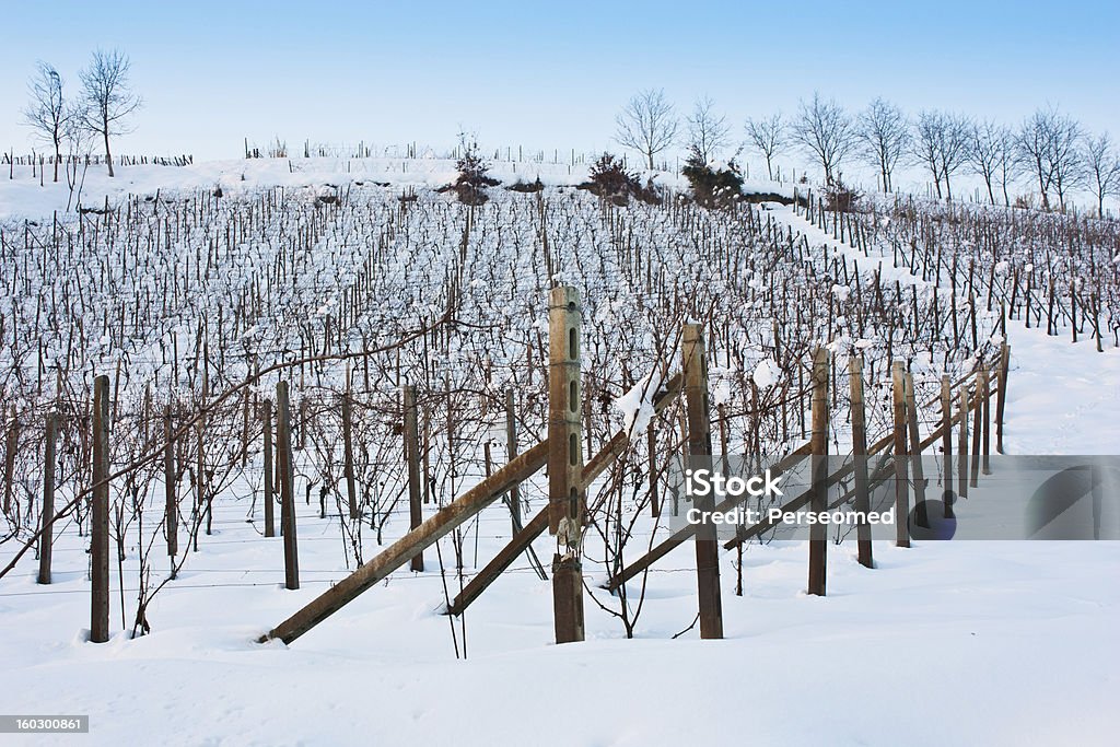 투스카니: wineyard 겨울 - 로열티 프리 0명 스톡 사진
