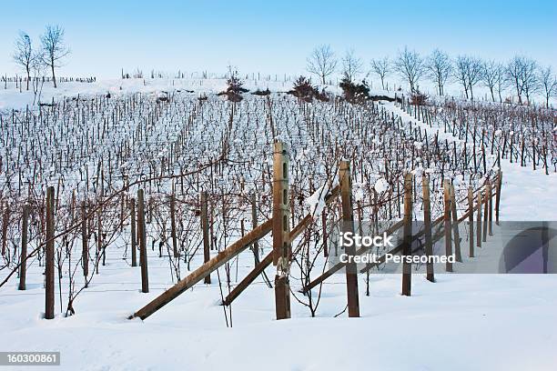 투스카니 Wineyard 겨울 0명에 대한 스톡 사진 및 기타 이미지 - 0명, 겨울, 계절