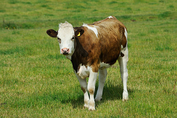 istock Brown and white calf standing in a Scottish field 160301110